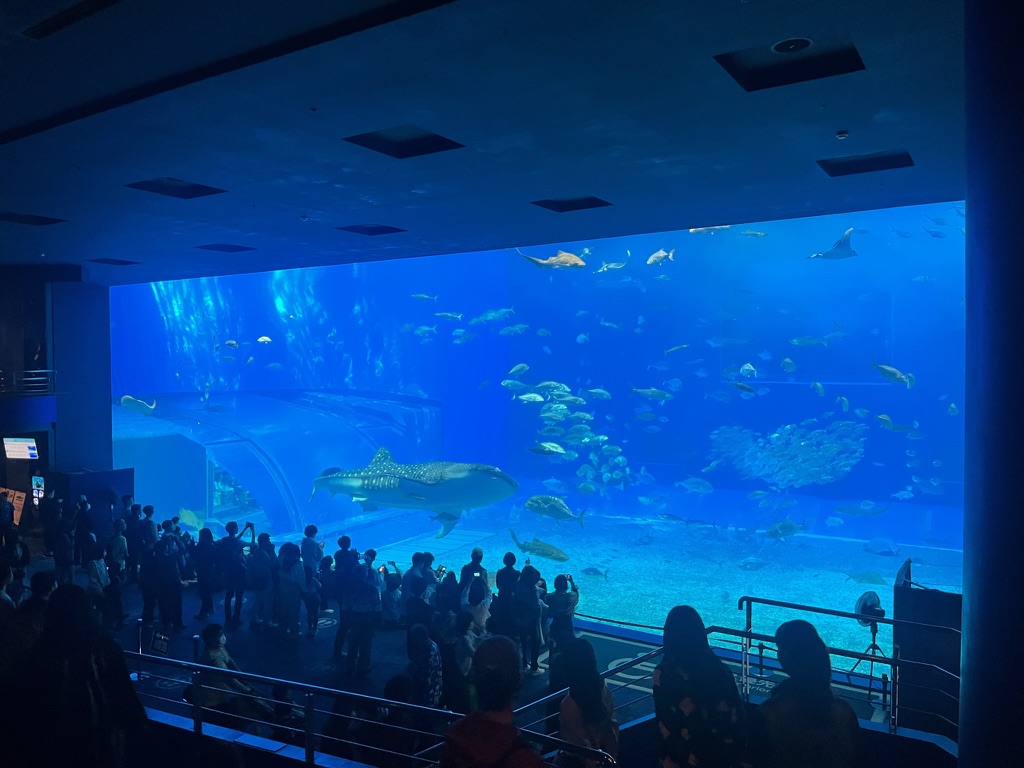 美麗海水族館鯨鯊仰角，張嘴從水底游向水面，周圍圍繞著小魚