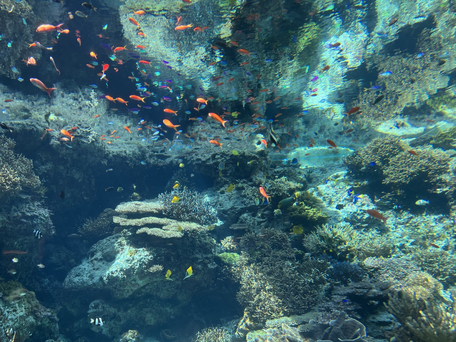 美麗海水族館鯨鯊仰角，張嘴從水底游向水面，周圍圍繞著小魚