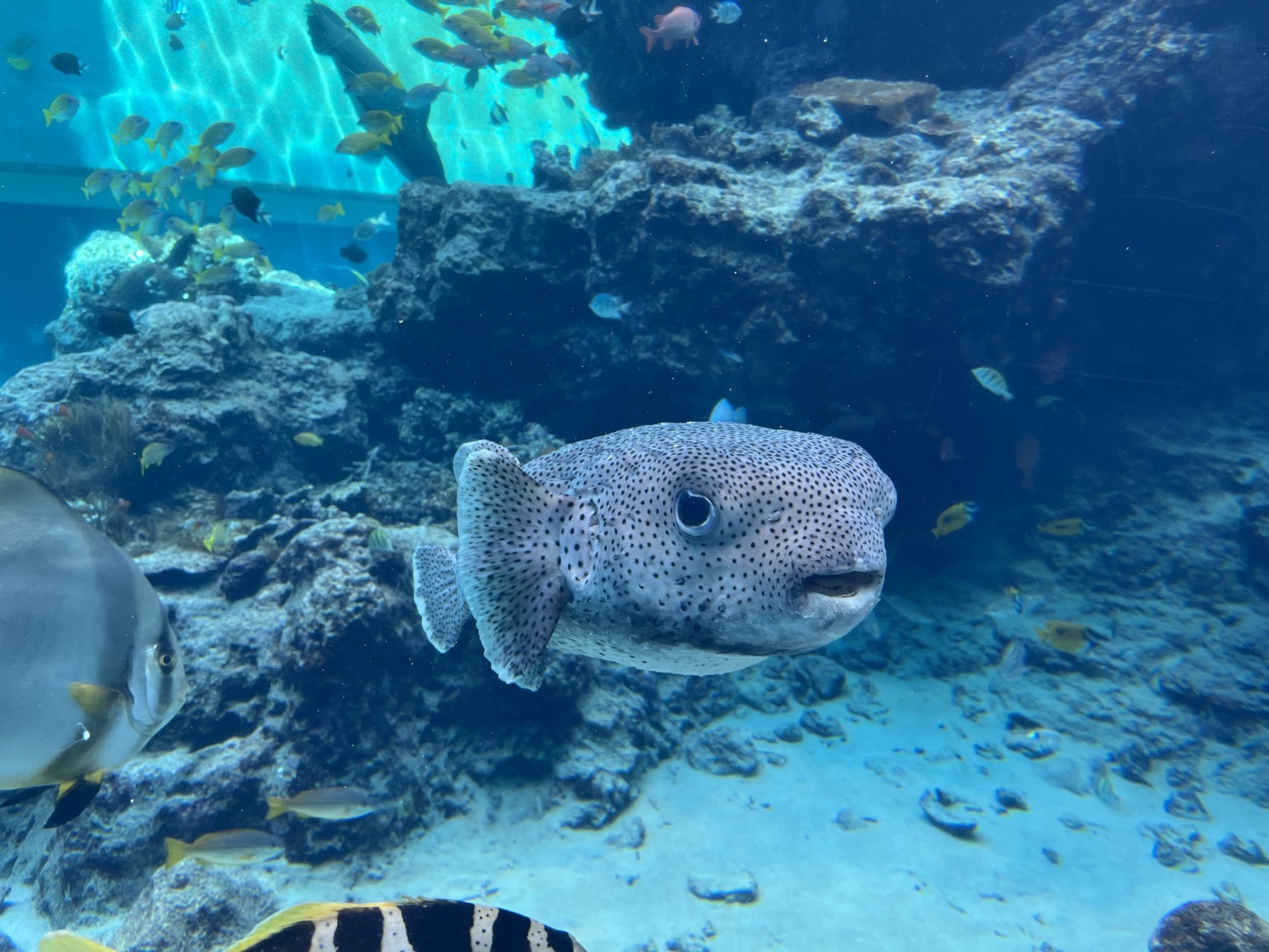美麗海水族館鯨鯊仰角，張嘴從水底游向水面，周圍圍繞著小魚