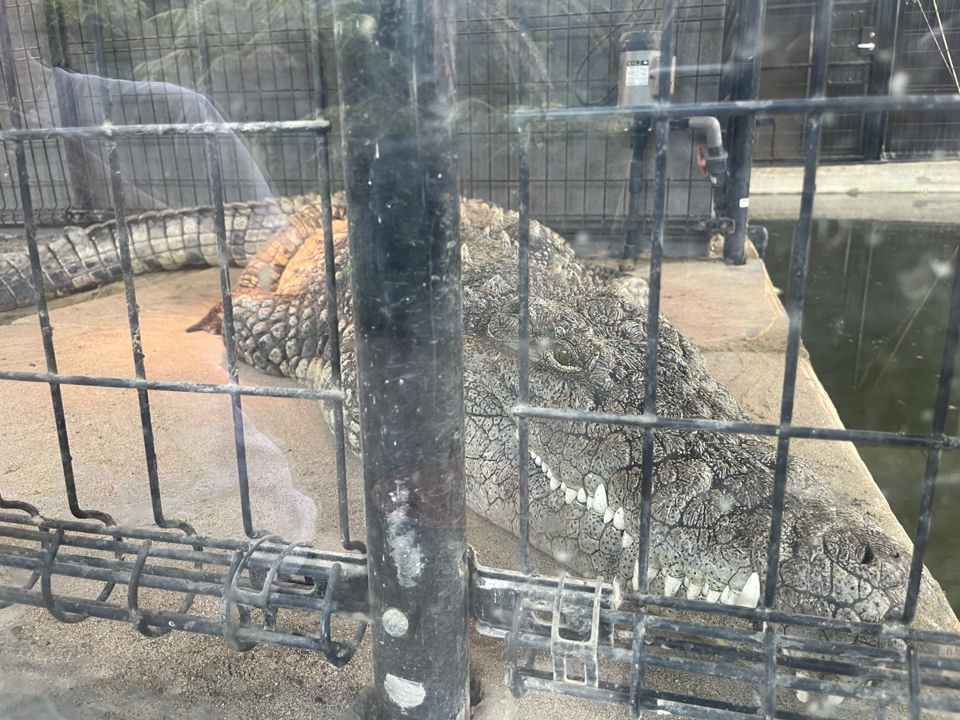 靜岡伊豆 iZoo 動物園超大鱷魚臉部近景，牙齒與粗糙鱗片細節清晰，透過鐵欄拍攝