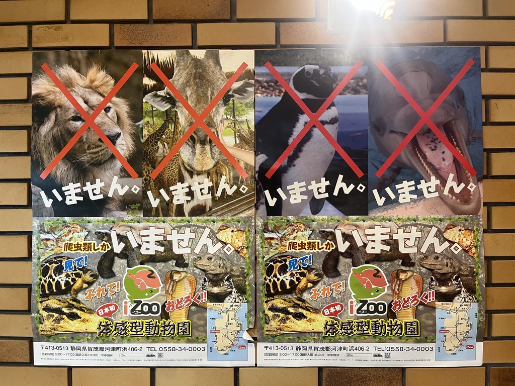 靜岡伊豆 iZoo 動物園超大鱷魚臉部近景，牙齒與粗糙鱗片細節清晰，透過鐵欄拍攝