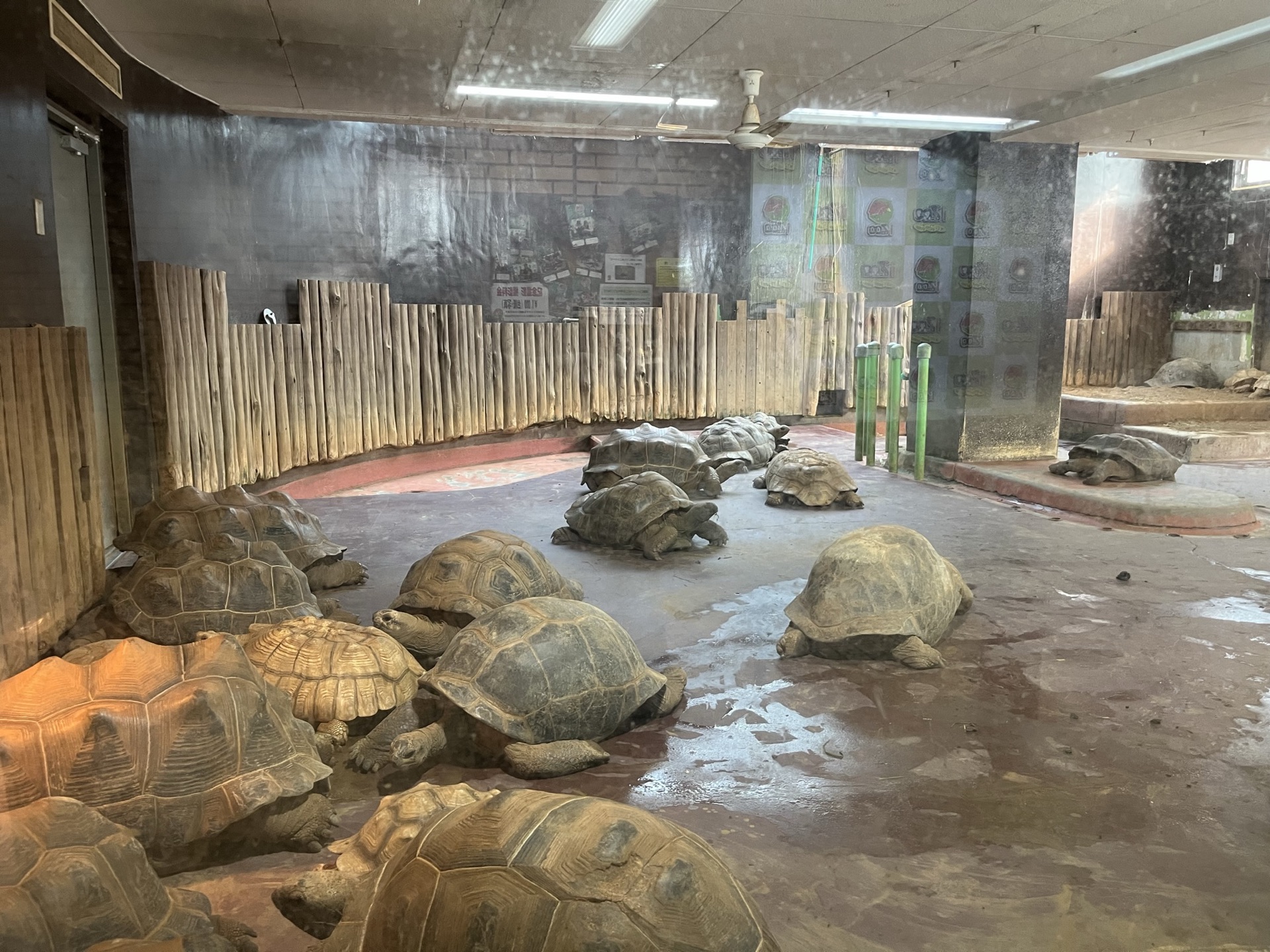 靜岡伊豆 iZoo 動物園超大鱷魚臉部近景，牙齒與粗糙鱗片細節清晰，透過鐵欄拍攝