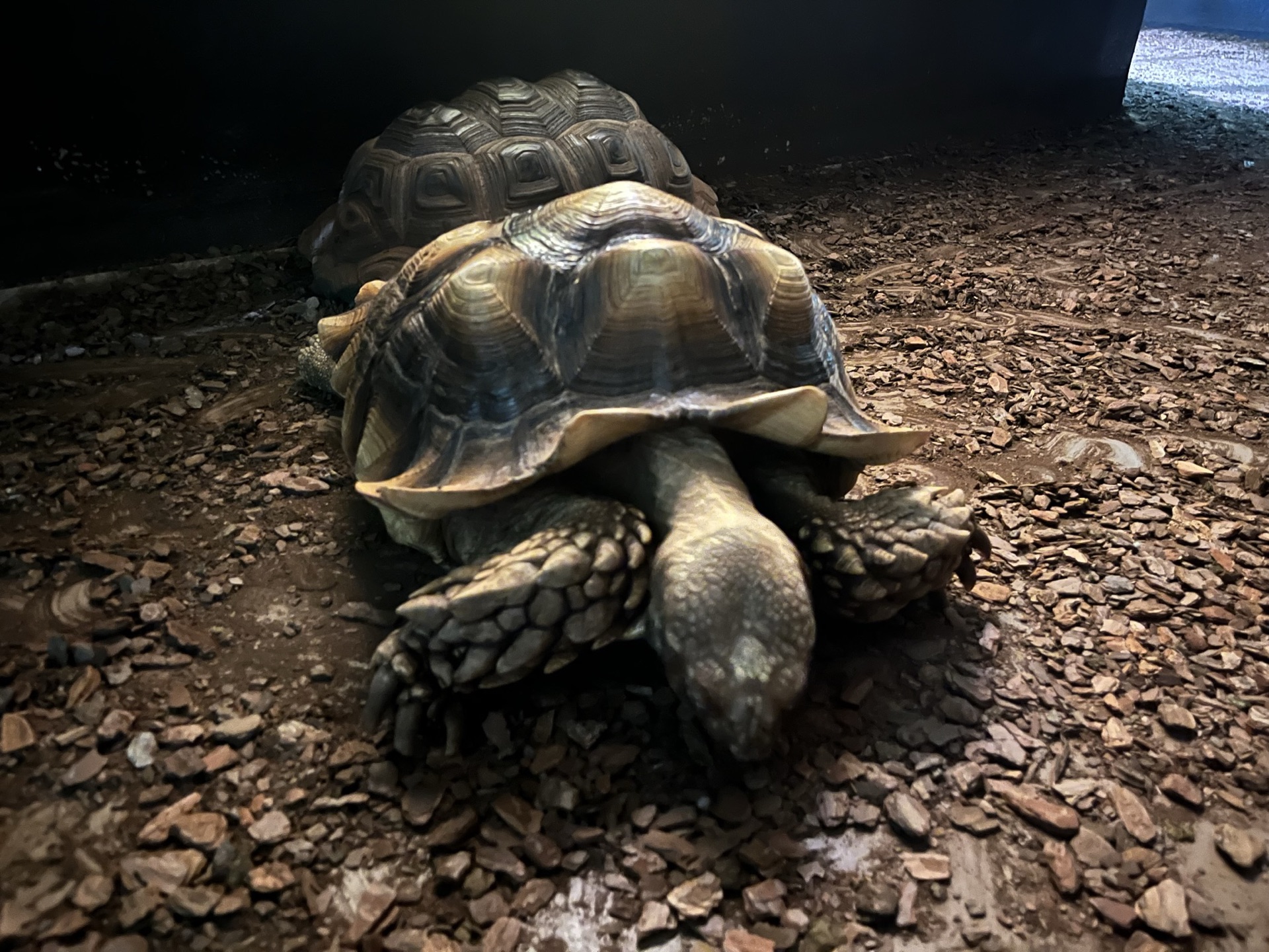 靜岡伊豆 iZoo 動物園超大鱷魚臉部近景，牙齒與粗糙鱗片細節清晰，透過鐵欄拍攝