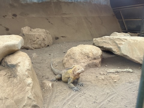 靜岡伊豆 iZoo 動物園超大鱷魚臉部近景，牙齒與粗糙鱗片細節清晰，透過鐵欄拍攝