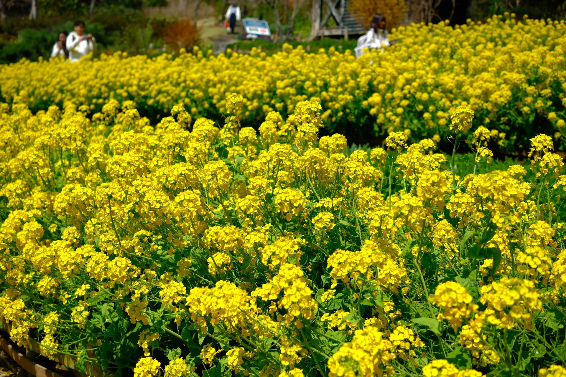 Kobe Must-Visit | Nunobiki Herb Garden — Take the Ropeway Up and Find the Most Peaceful Garden in Japan