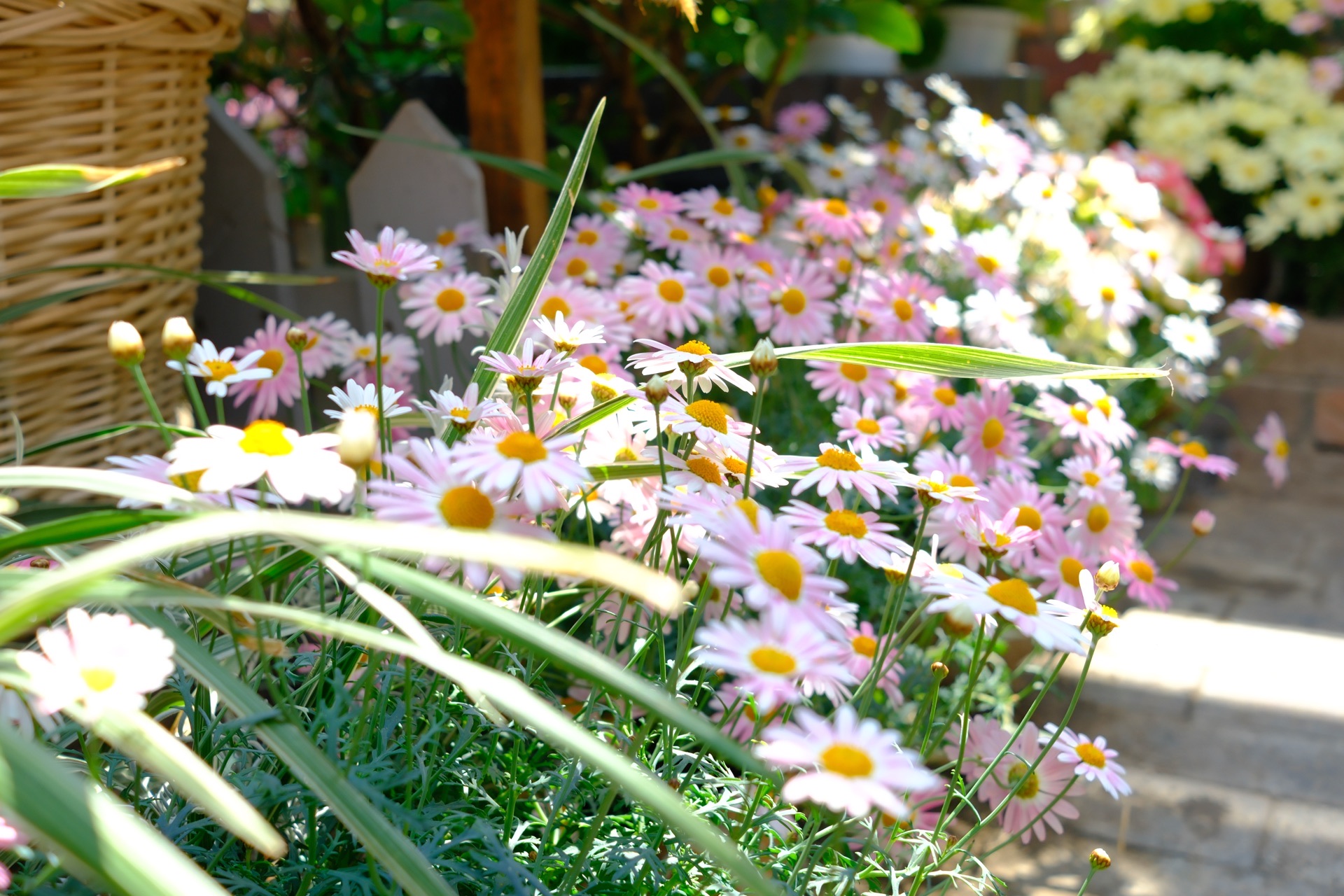 Kobe Must-Visit | Nunobiki Herb Garden — Take the Ropeway Up and Find the Most Peaceful Garden in Japan