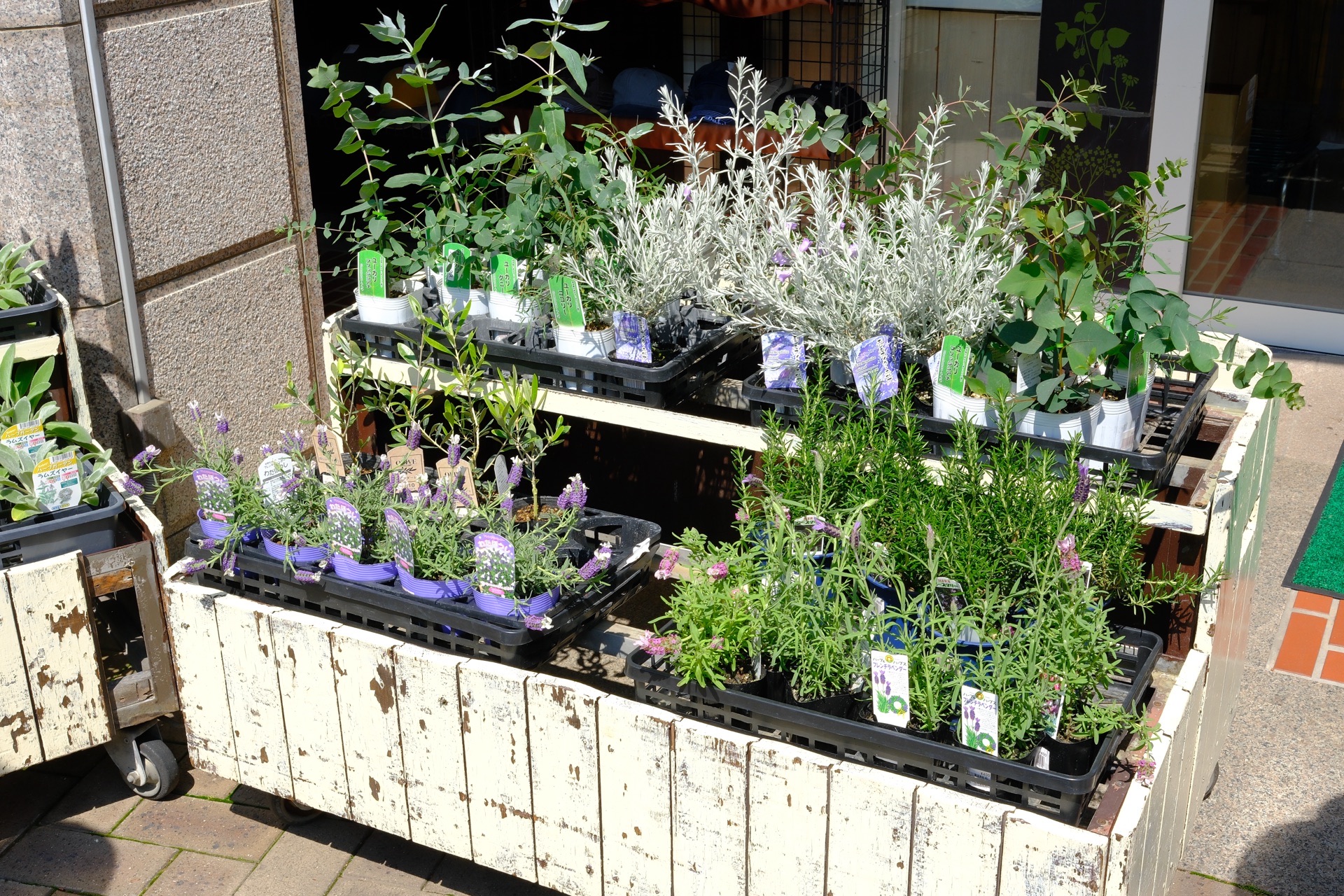 Kobe Must-Visit | Nunobiki Herb Garden — Take the Ropeway Up and Find the Most Peaceful Garden in Japan