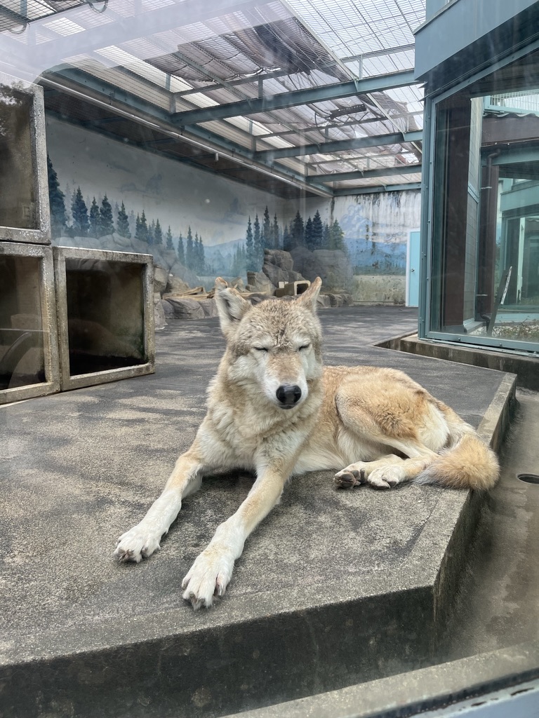 天王寺動物園的狼，扭頭瞇眼的表情