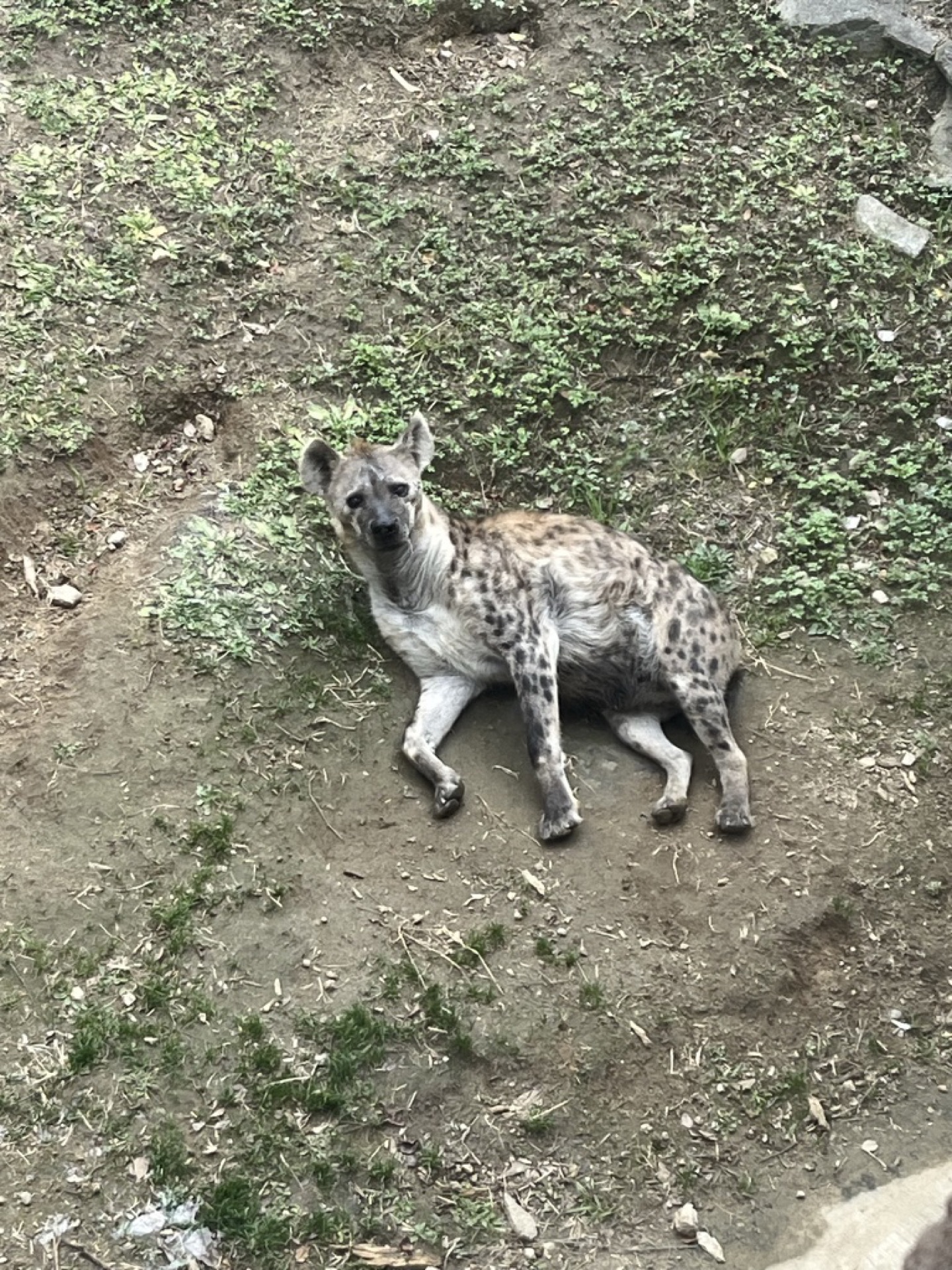 天王寺動物園的狼，扭頭瞇眼的表情