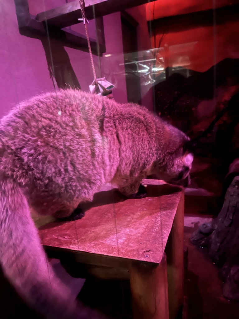 天王寺動物園的狼，扭頭瞇眼的表情