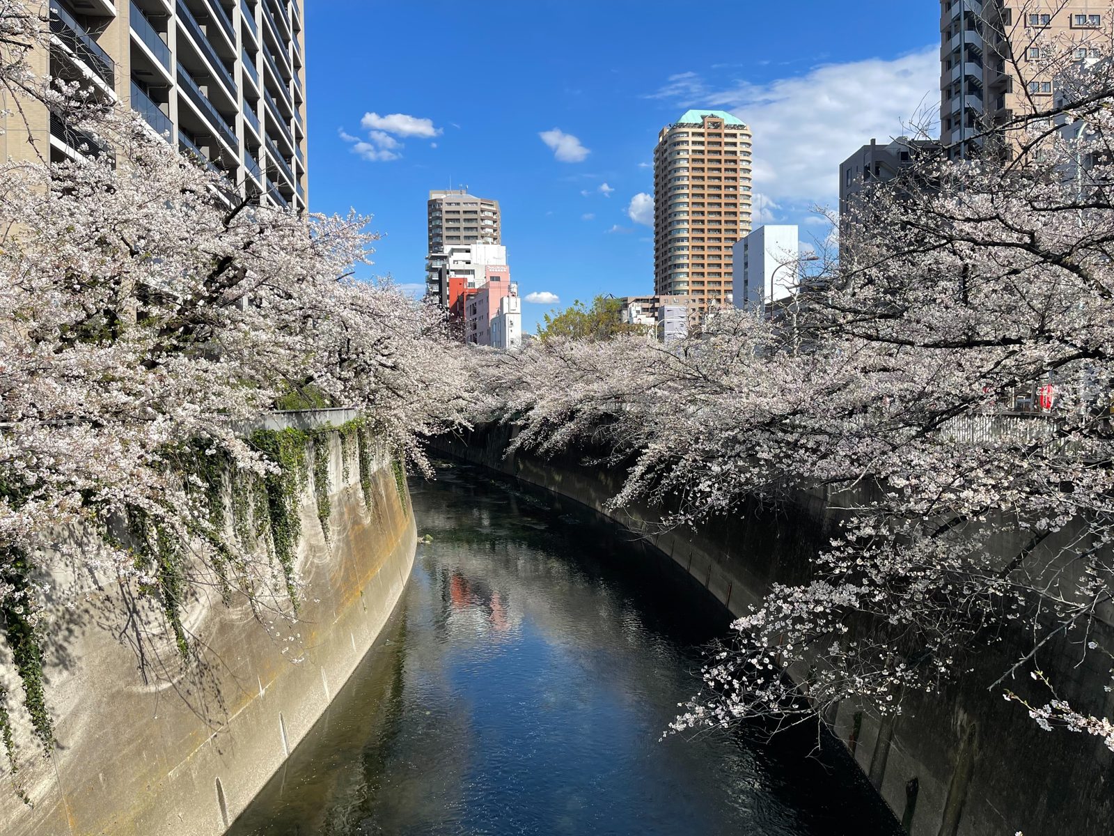 Cherry blossoms in full bloom along a Tokyo riverside in spring.